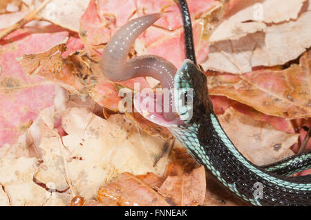 Puget Sound garter snake, Thamnophis sirtalis pickeringii; native to NW Washington, Vancouver Island and SW British Columbia Stock Photo