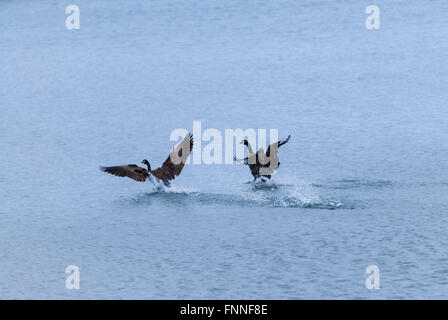 Two adult Canada Geese in mid-flight splashing on lake while landing, their feet touching water. Stock Photo