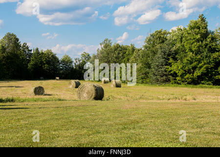 Farming field with six bales of hay on a sunny afternoon, surrounded by blue skies and trees Stock Photo