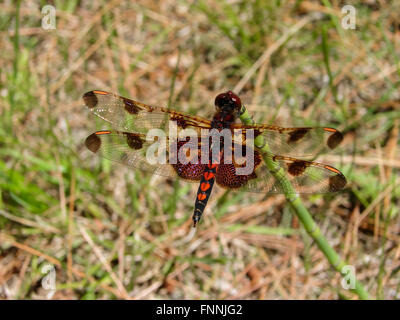 male Calico Pennant dragonfly perched on a twig displaying a beautiful black diamond and red heart shaped body design Stock Photo