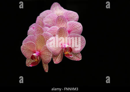 Phalaenopsis orchids or known as Moth orchids against black background Stock Photo