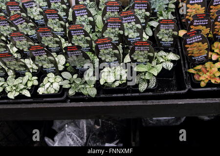 Terrarium plants or indoor plants  for sale at local nursery Stock Photo