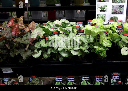 Terrarium plants or indoor plants  for sale at local nursery Stock Photo