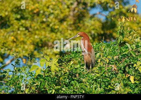 Rufescent tiger heron (Tigrisoma lineatum) sitting on tree, Pantanal, Brazil Stock Photo