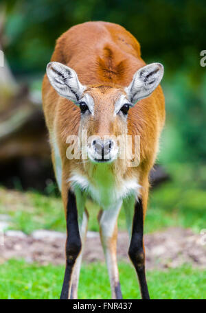 female lechwe waterbuck looks to the camera Stock Photo