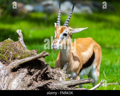 lechwe waterbuck looks to the left Stock Photo