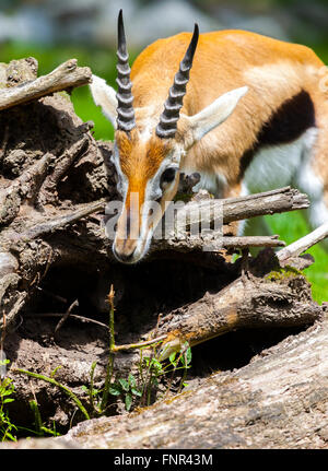 lechwe waterbuck sniffles on thorns Stock Photo