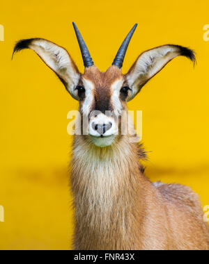 roan antelope on yellow background Stock Photo