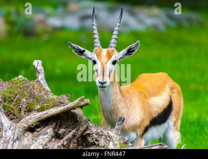 young lechwe waterbuck looks to the camera Stock Photo