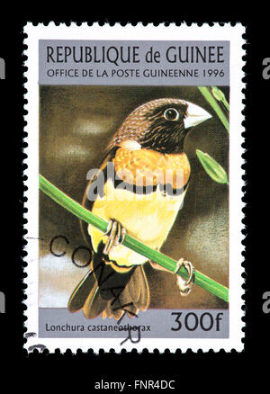 Postage stamp from Guinea depicting  chestnut-breasted mannikin (Lonchura castaneothorax Stock Photo