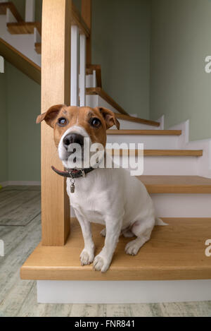 dog on wooden staircase closeup Stock Photo