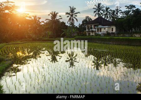 Farm with rice field at sunset. Stock Photo