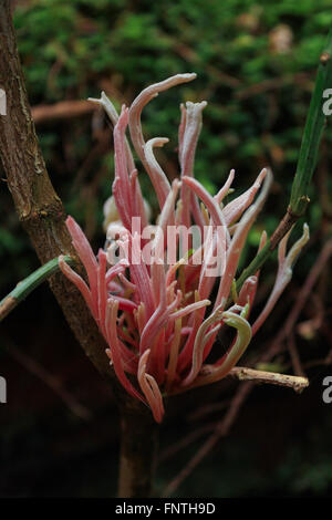 Pink Coral Fungus (ramaria formosa), Juan de Fuca, Vancouver Island, British Columbia Stock Photo