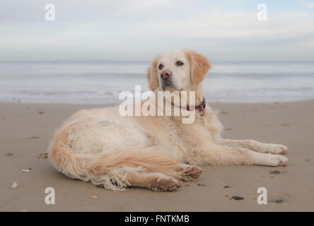 golden retriever dog laying on sand in bay Stock Photo
