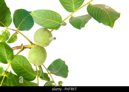 branch of walnut isolated on white background Stock Photo