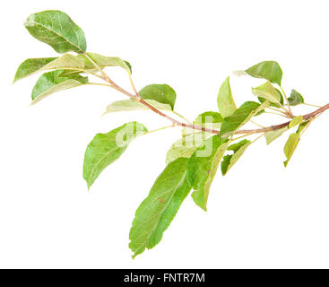 apple tree branch with leaves isolated on white background Stock Photo