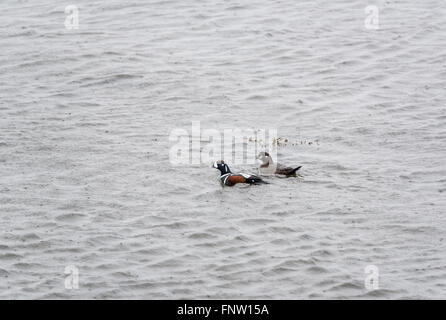 A pair of Harlequin ducks swimming in the rain Stock Photo