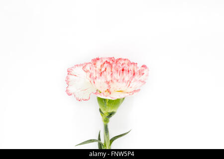 Carnation on white Background Stock Photo