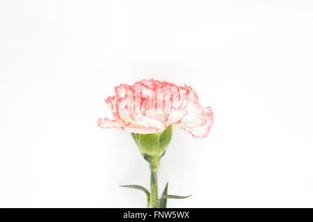 Carnation on white Background Stock Photo