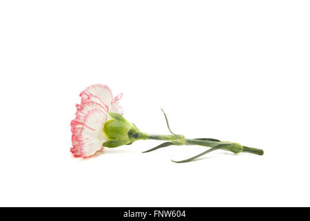Carnation on white Background Stock Photo