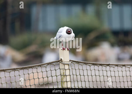 seagull screaming on pole with net Stock Photo