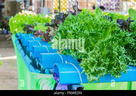 Close up shot Hydroponic salad, Selective focus on lettuce Stock Photo