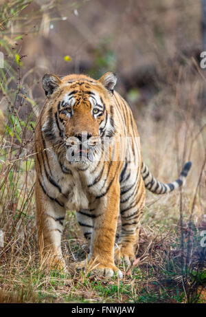 Waghdoh or Scarface huge dominant male Tiger at Tadoba, India. ( Panthera Tigris ) Stock Photo