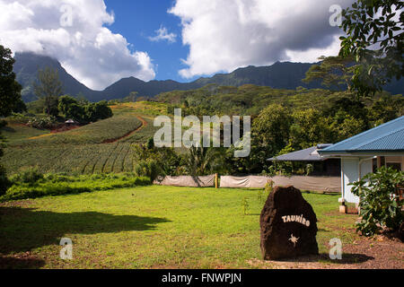 A pineapple farm on the island of Moorea, with mountains rising in the distance. French Polynesia, Society Islands, South Pacifi Stock Photo