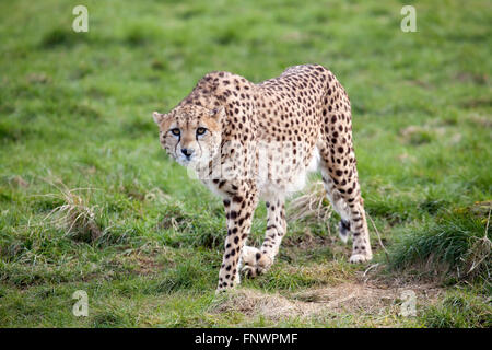 A single Cheetah walking on some grassland Stock Photo