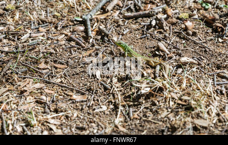 Small green European lizard with natural background closeup Stock Photo