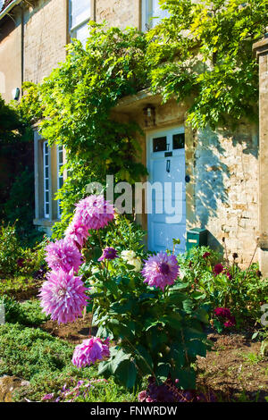 Large Decorative pink dahlias in small front garden of village cottage in Biddestone Wiltshire UK Stock Photo