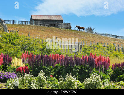 barn with standing horse mear it and flowers in garden Stock Photo