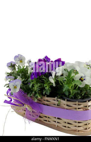 White and purple spring pansies in a decorative wicker basket isolated on white background Stock Photo