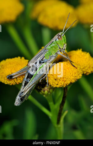 Meadow grasshopper (Chorthippus parallelus) female green colour morph on common tansy flowers (Tanacetum vulgare) Stock Photo