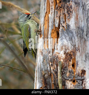 Grey-headed woodpecker / grey-faced woodpecker (Picus canus) male foraging on tree trunk in forest Stock Photo