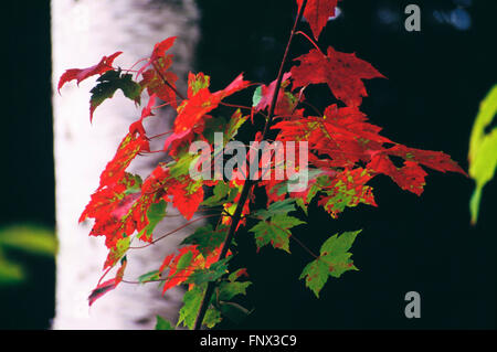 Close-up of Red Maple Leaves, New Hampshire, U.S.A. Stock Photo