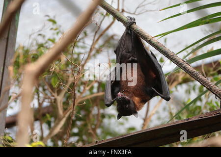 Large flying fox / large fruit bat / kalong (Pteropus vampyrus) Stock Photo
