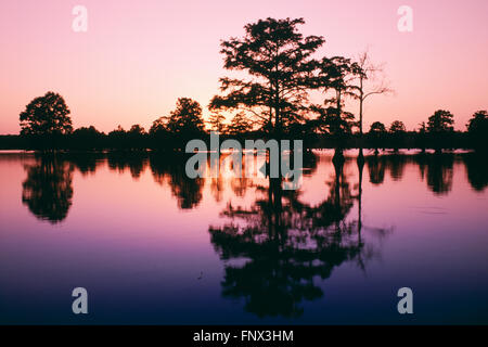 Bald Cypress Trees in a Swamp at Dusk, Horseshoe Lake, Illinois, U.S.A. Stock Photo