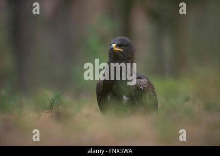 Steppe Eagle ( Aquila nipalensis ) sitting on the ground in front of the edge of a forest, watching around attentively, captive. Stock Photo