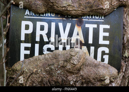 No fishing sign with tree growing around it. A metal sign stating private fishing has been engulfed by the growth of the tree Stock Photo