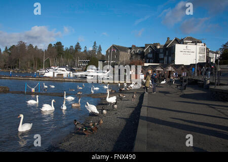 Mute Swans geese and ducks mingling with tourists and visitors by the waterfront at Bowness Windermere Lake District Cumbria England Stock Photo