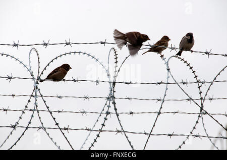 Greece / Macedonia border . Idomeni. Refugee camp. Birds on the razor wire. Stock Photo
