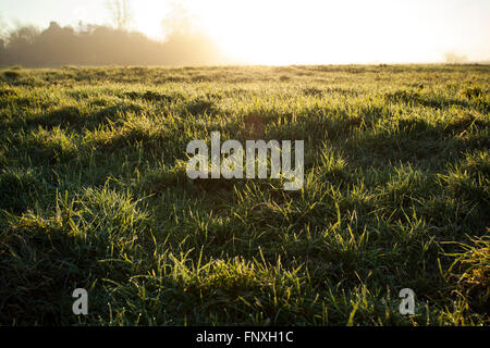A low down view of a grassy field at sunrise with dew on the floor and grass. Stock Photo