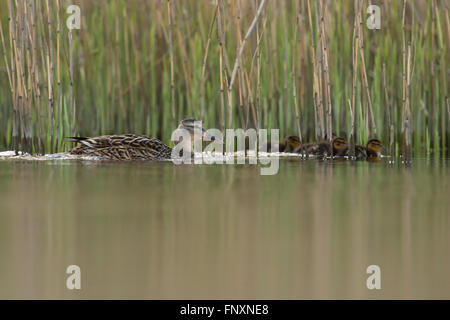 Mallard / Wild Duck ( Anas platyrhynchos ) adult female with its chicks swimming along common reed, mirroring on calm water. Stock Photo