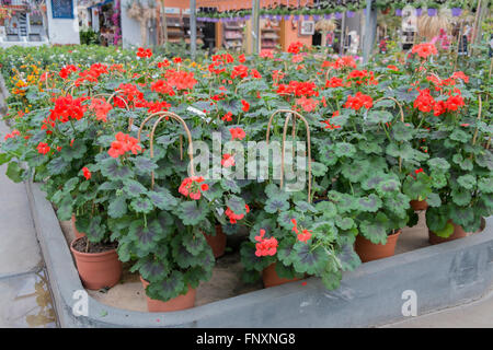 Pelargoniums in a garden center Stock Photo