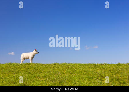 A cute little Texel lamb in the grass on the island of Texel in The Netherlands on a sunny day. Stock Photo