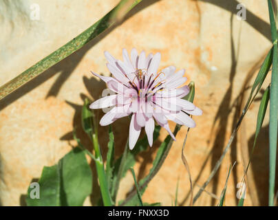 Beautiful white with pink flower on a background of stone Stock Photo