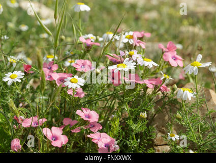 field of daisies and pink flowers in the wild Stock Photo