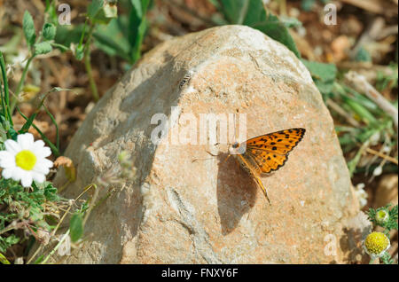 beautiful butterfly sits on a rock Stock Photo