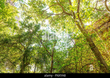 Looking up through the green jungle canopy in Botswana, Africa Stock Photo